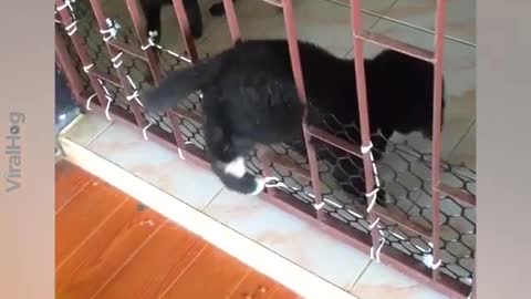 Cat helps dog friend to get in the house