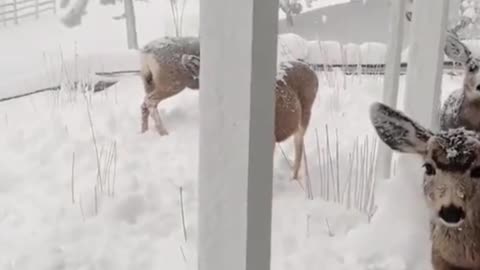 Deer roam locally in the snow