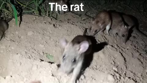 The cute rat