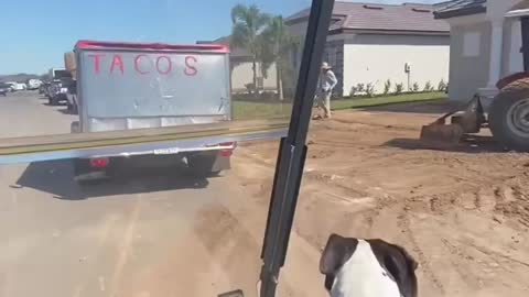 Chasing the taco truck