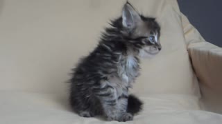 Adorable Blue Eyed MaineCoon Kitty