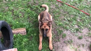 German Shepherd prefers water hose instead of treats