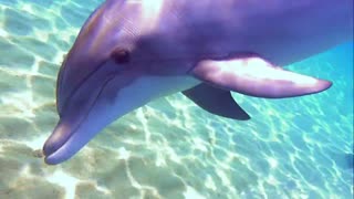 dolphin in the Red Sea, eilat israel - photographed by Meni Meller