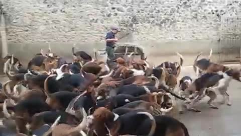 dogs being fed