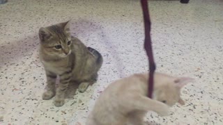 Watch how cats play with strings