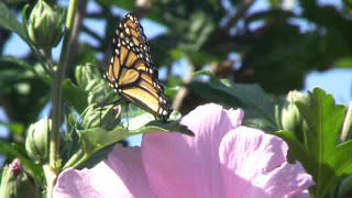 Monarch On A Rose Of Sharon