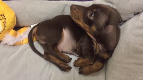 Adorably tiny puppy gets the hiccups