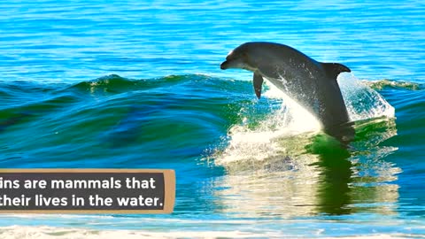 Interesting facts about dolphins