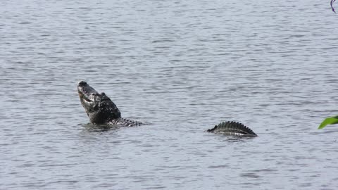 Large American alligator mating call