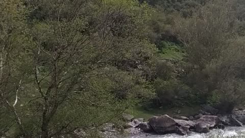 mountain river and cows walk nearby.