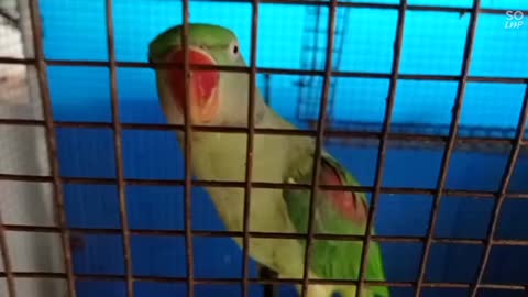 Parrot whistles and dances and talking funny beautiful Parrot