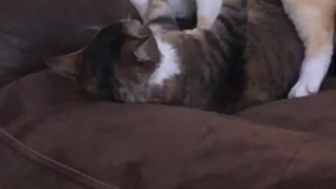 Devon Rex cats play fighting