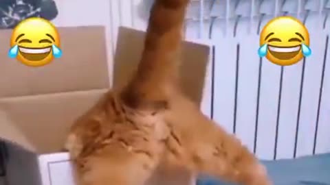 Naughty cat funny action