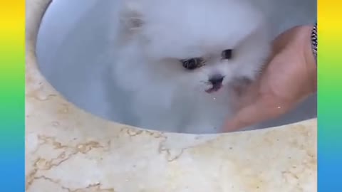 Taking bath Lovely dog