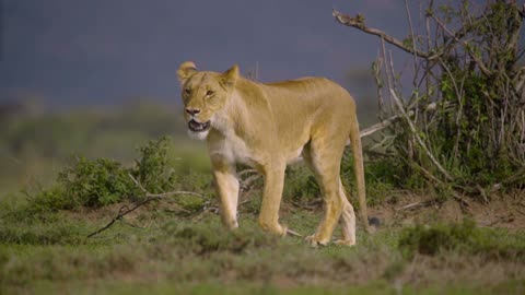 lioness walking-towards-camera