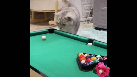 Cute cat playing pool