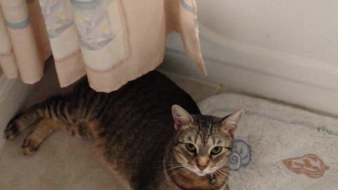 A cat rolls on the carpet at home