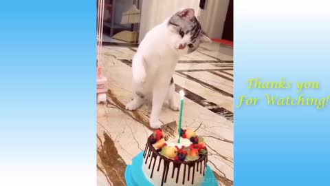 Cute Pets And Funny Animals Compilation #16aa