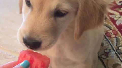 Golden Retriever puppy snacks on slice of watermelon