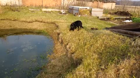 Dog goes to check on his friend, finds something peculiar instead