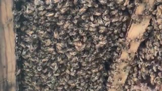 Huge Colony of Honey Bees Discovered in House