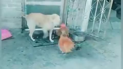 Funny chicken and dogs fight