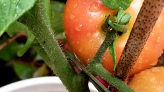 Garden harvest from container gardening