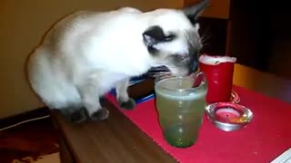 Cat Monika drinking lemonade