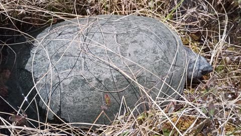 Snapping Turtle