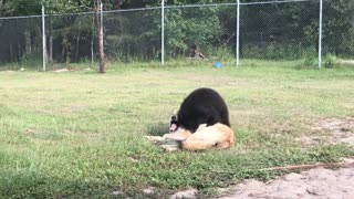 Adorable Play Session between a Lion, Wolf, and a Bear