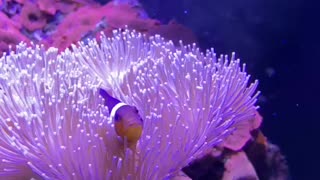 Nemo in toadstool