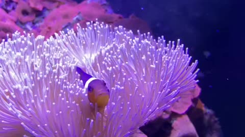 Nemo in toadstool