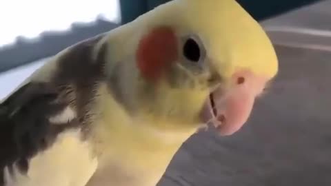Funny cockatiel parrot singing Samsung whistle