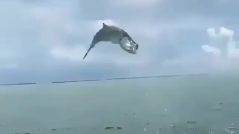 Fish jumps out in air