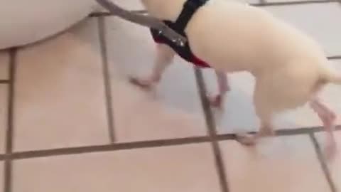 A blind dog was afraid to walk so his owner invented this device for him Its called a Halo