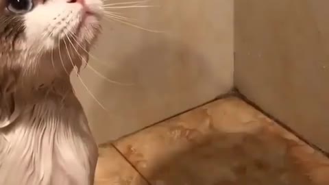 Cat's Reaction To Bathing | Funny Pets Bath time!