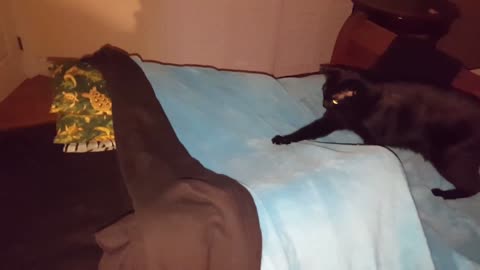 2 Black Cats play in bed fort