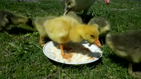 Hear and watch a great video of a group of ducklings eating