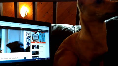 Funny Chiweenie dog - watching dog video and barking 🤣