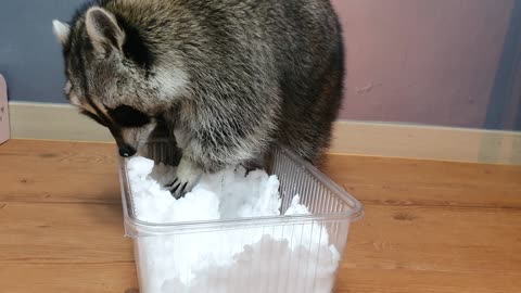 Raccoon plays snow in the house because it is cold outside.