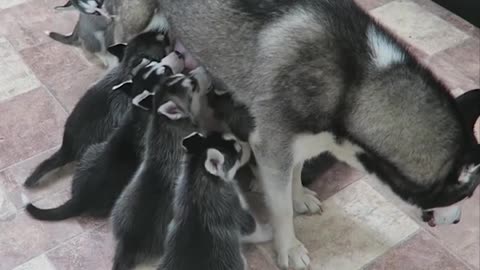 Husky Puppies - Milk Time