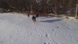 Daily Life - Filling Cistern, Feeding Pigs, Checking Goats