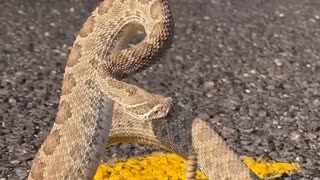 A Rattlesnake On The Road 😱😱😱