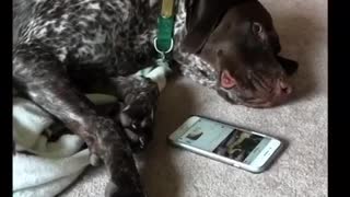 Brown dog scrolling through iphone phone liking pictures on instagram