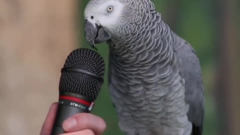 Amazing talking by parrot