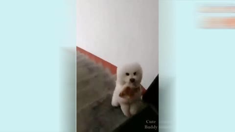 Cute Puppy climbing Stairs in 2 Legs