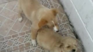 CACHORRINHOS BRINCANDO 1 MUITO BOM