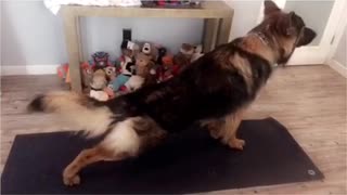 German shepherd dog stretches out on a black yoga mat