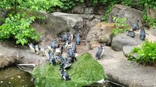 Penguins singing