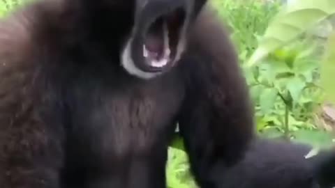 Gibbon monkey sound | Funny monkey video